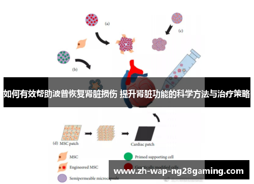 如何有效帮助波普恢复肾脏损伤 提升肾脏功能的科学方法与治疗策略